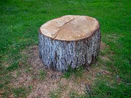 Best Storm Damage Tree Cleanup  in Bangs, TX