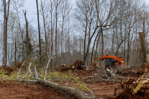 Best Tree Risk Assessment  in Bangs, TX