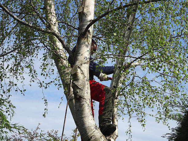 Best Tree Disease Treatment  in Bangs, TX